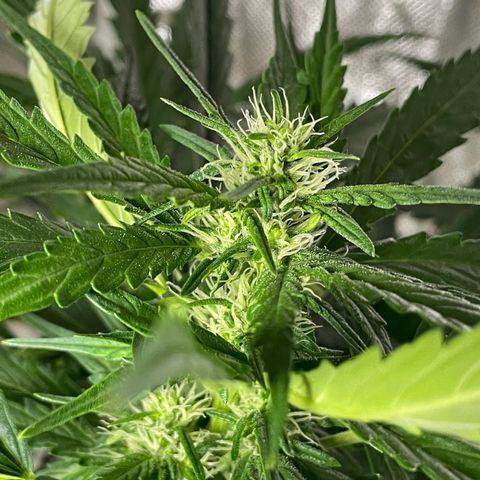 Mohan Poison #1 growlog timeline photo