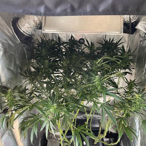 Mohan Poison #1 growlog timeline photo