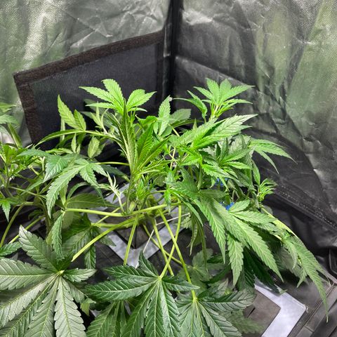 Auto Citrus Skunk growlog timeline photo