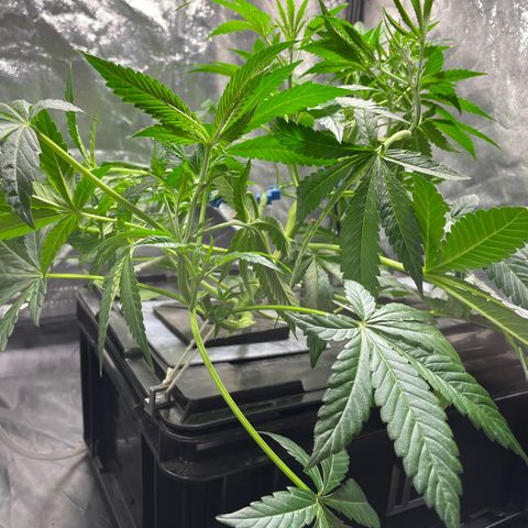 Auto Citrus Skunk growlog timeline photo