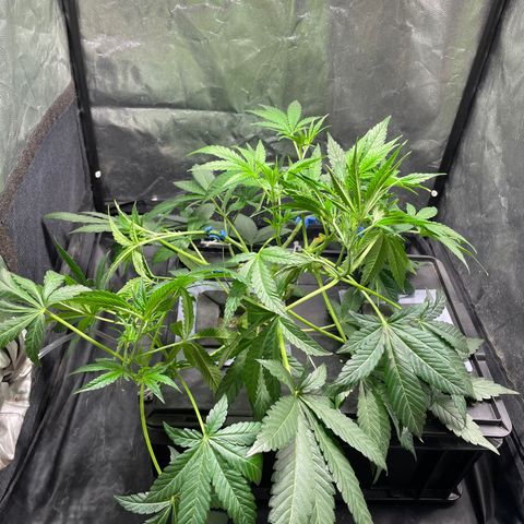 Auto Citrus Skunk growlog timeline photo