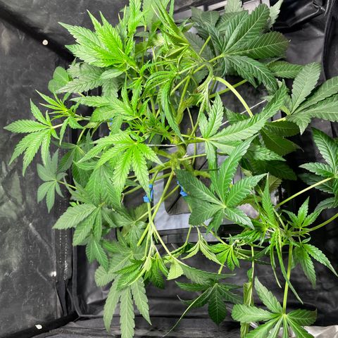 Auto Citrus Skunk growlog timeline photo