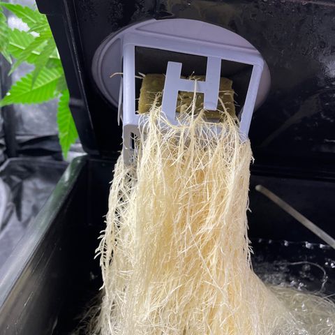 Auto Citrus Skunk growlog timeline photo