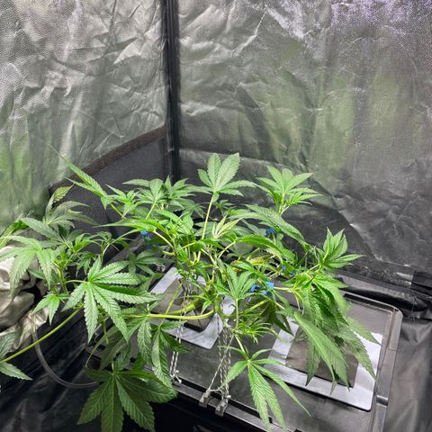 Auto Citrus Skunk growlog timeline photo