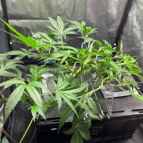 Auto Citrus Skunk growlog timeline photo
