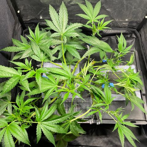Auto Citrus Skunk growlog timeline photo