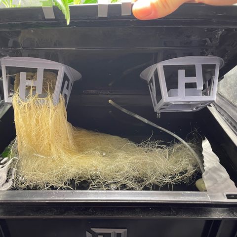 Auto Citrus Skunk growlog timeline photo