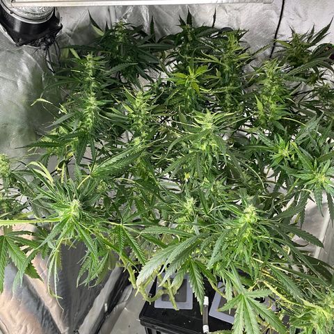 Mohan Poison #1 growlog timeline photo