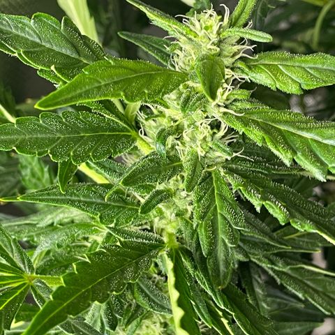 Mohan Poison #1 growlog timeline photo