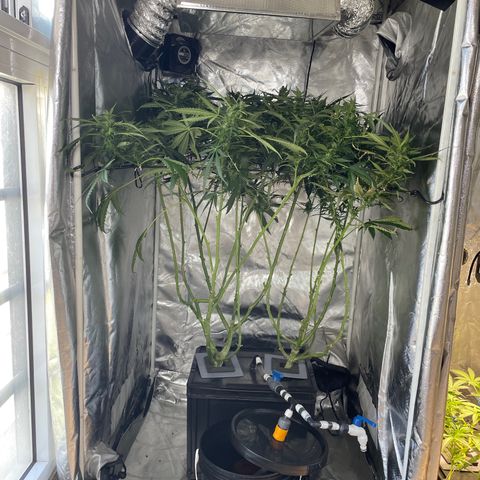 Mohan Poison #1 growlog timeline photo