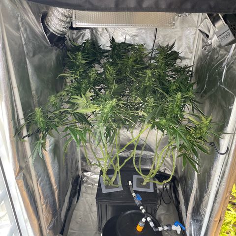 Mohan Poison #1 growlog timeline photo
