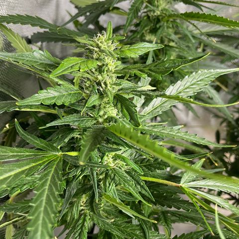 Mohan Poison #1 growlog timeline photo