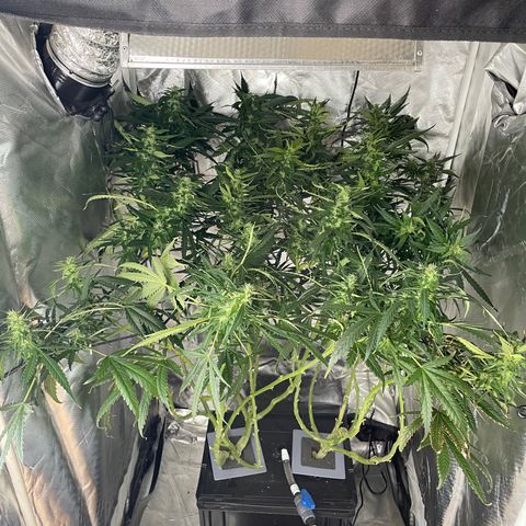 Mohan Poison #1 growlog timeline photo