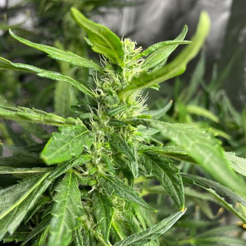 Mohan Poison #1 growlog timeline photo