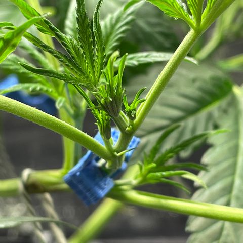 Auto Citrus Skunk growlog timeline photo