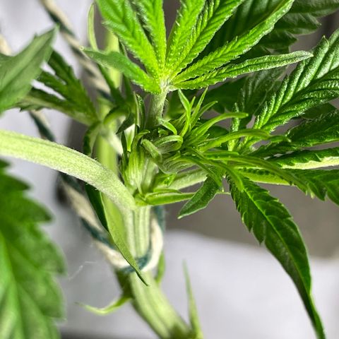Auto Citrus Skunk growlog timeline photo