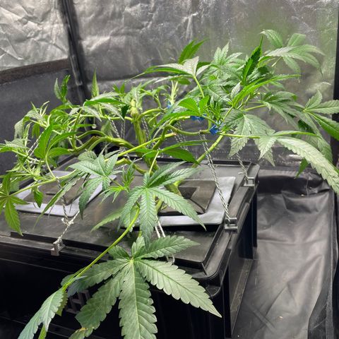 Auto Citrus Skunk growlog timeline photo