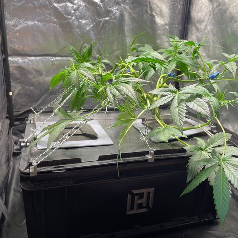 Auto Citrus Skunk growlog timeline photo