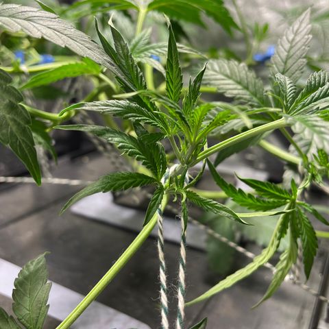 Auto Citrus Skunk growlog timeline photo