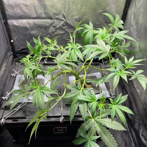 Auto Citrus Skunk growlog timeline photo