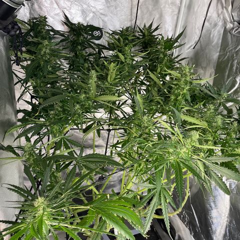 Mohan Poison #1 growlog timeline photo