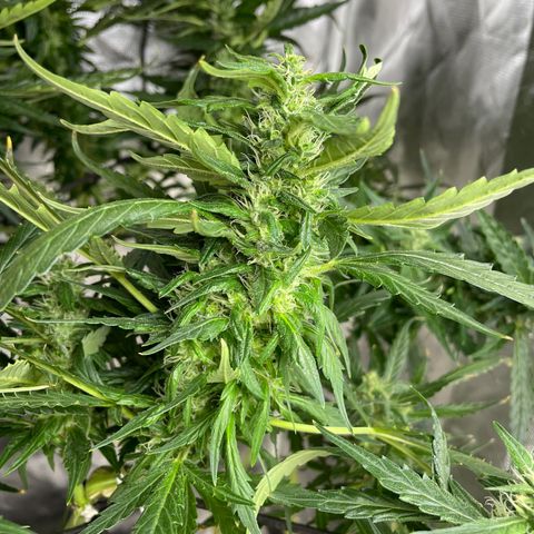Mohan Poison #1 growlog timeline photo