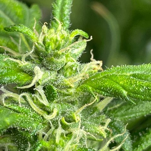 Mohan Poison #1 growlog timeline photo