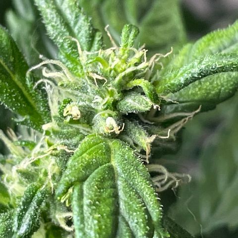 Mohan Poison #1 growlog timeline photo