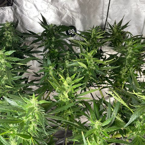 Mohan Poison #1 growlog timeline photo