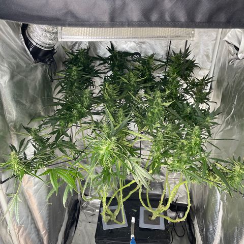 Mohan Poison #1 growlog timeline photo