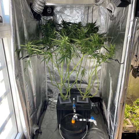 Mohan Poison #1 growlog timeline photo