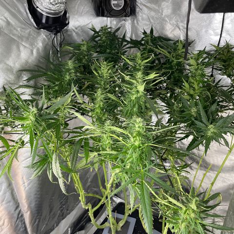 Mohan Poison #1 growlog timeline photo