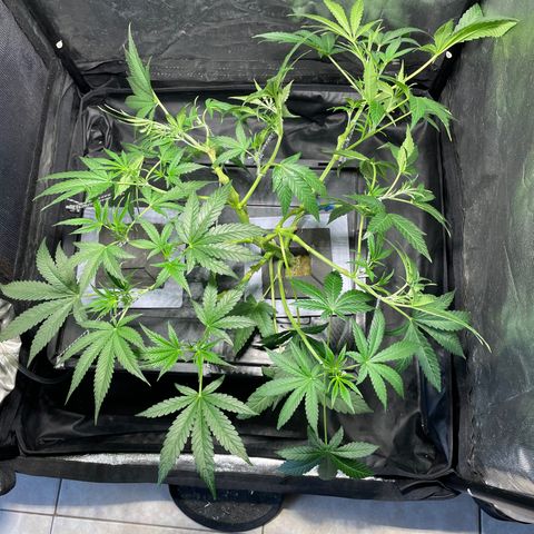 Auto Citrus Skunk growlog timeline photo