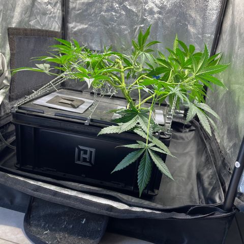 Auto Citrus Skunk growlog timeline photo