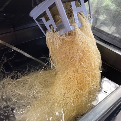 Auto Citrus Skunk growlog timeline photo