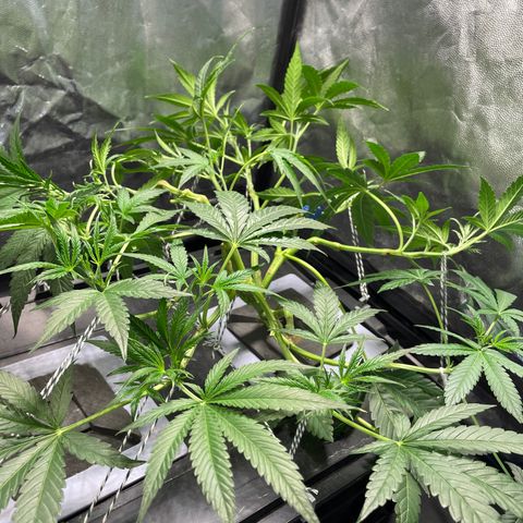 Auto Citrus Skunk growlog timeline photo
