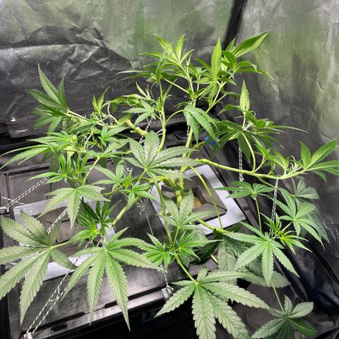 Auto Citrus Skunk growlog timeline photo