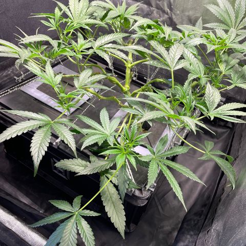 Auto Citrus Skunk growlog timeline photo
