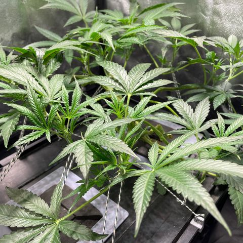 Auto Citrus Skunk growlog timeline photo