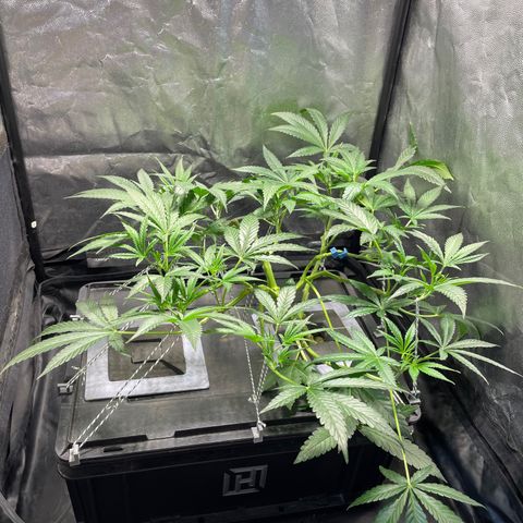 Auto Citrus Skunk growlog timeline photo