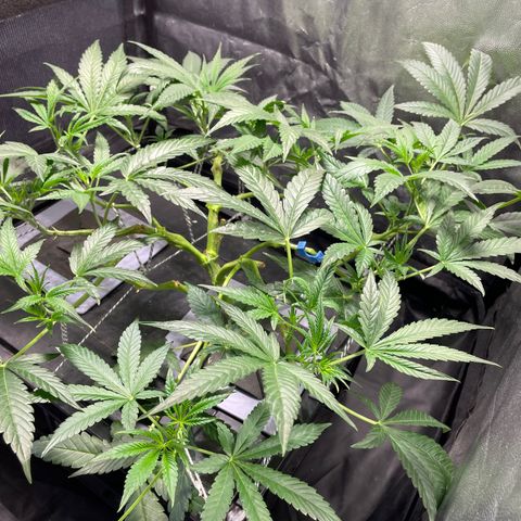 Auto Citrus Skunk growlog timeline photo