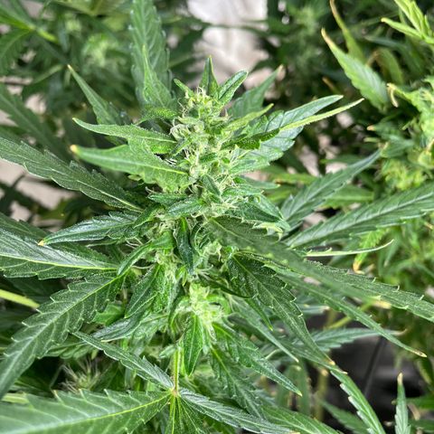 Mohan Poison #1 growlog timeline photo