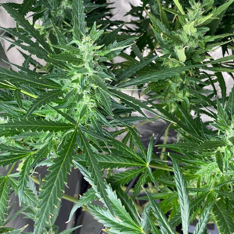 Mohan Poison #1 growlog timeline photo