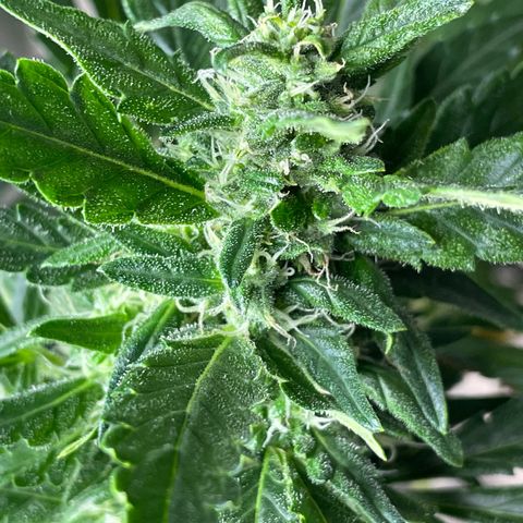 Mohan Poison #1 growlog timeline photo