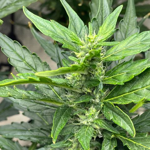 Mohan Poison #1 growlog timeline photo