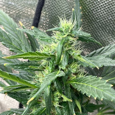 Mohan Poison #1 growlog timeline photo