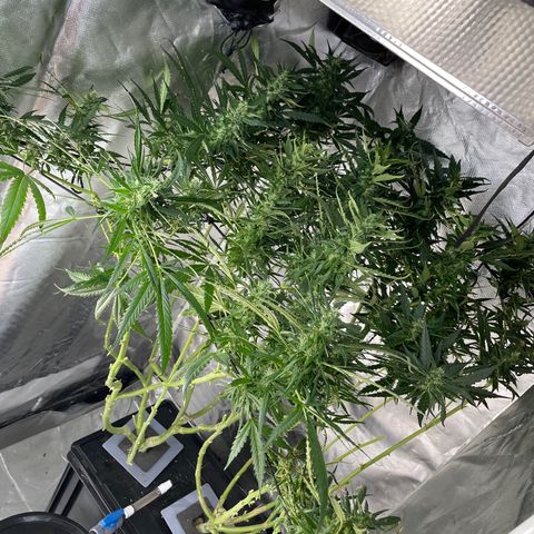 Mohan Poison #1 growlog timeline photo