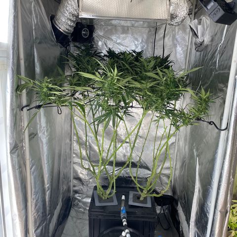 Mohan Poison #1 growlog timeline photo