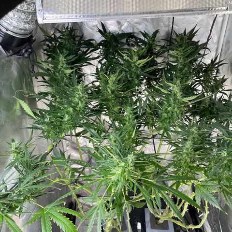 Mohan Poison #1 growlog timeline photo