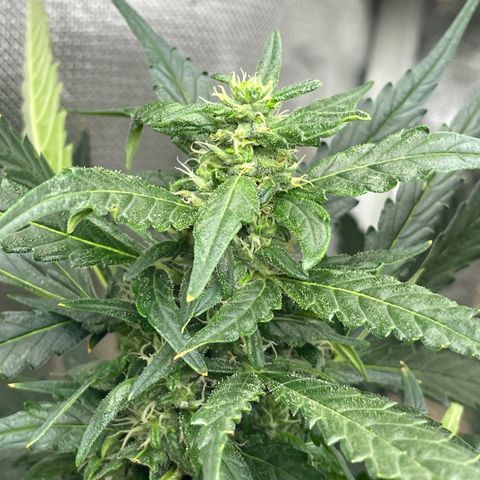Mohan Poison #1 growlog timeline photo